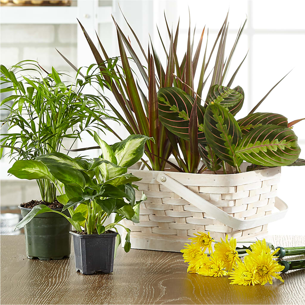 Florist Designed Blooming and Green Plants in a Basket – Sandelas Flower Shop, Chicago IL