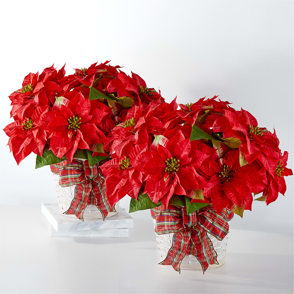 Happiest Holidays Poinsettia Bundle – Sandelas Flower Shop, Chicago IL