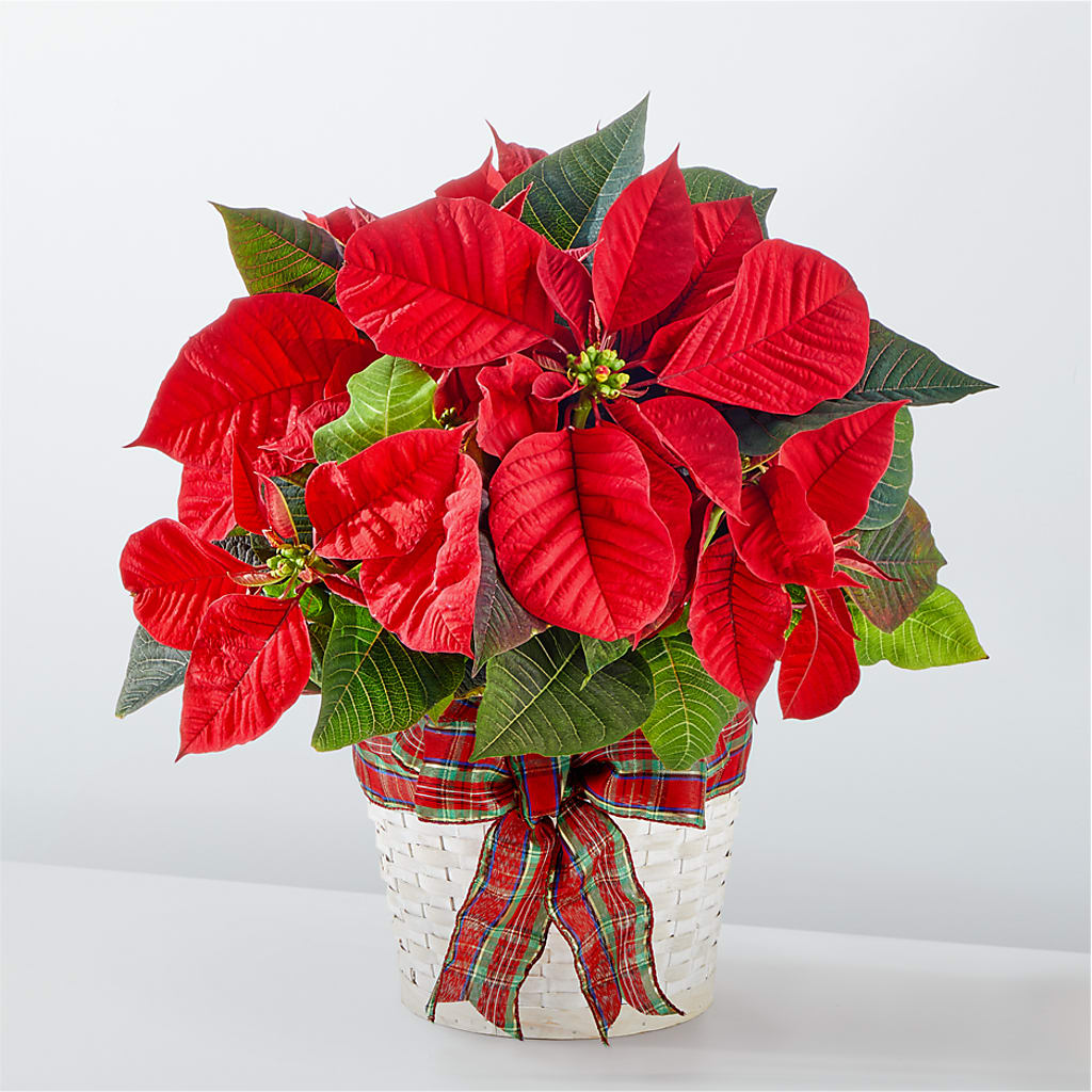 Happiest Holidays Poinsettia – Sandelas Flower Shop, Chicago IL
