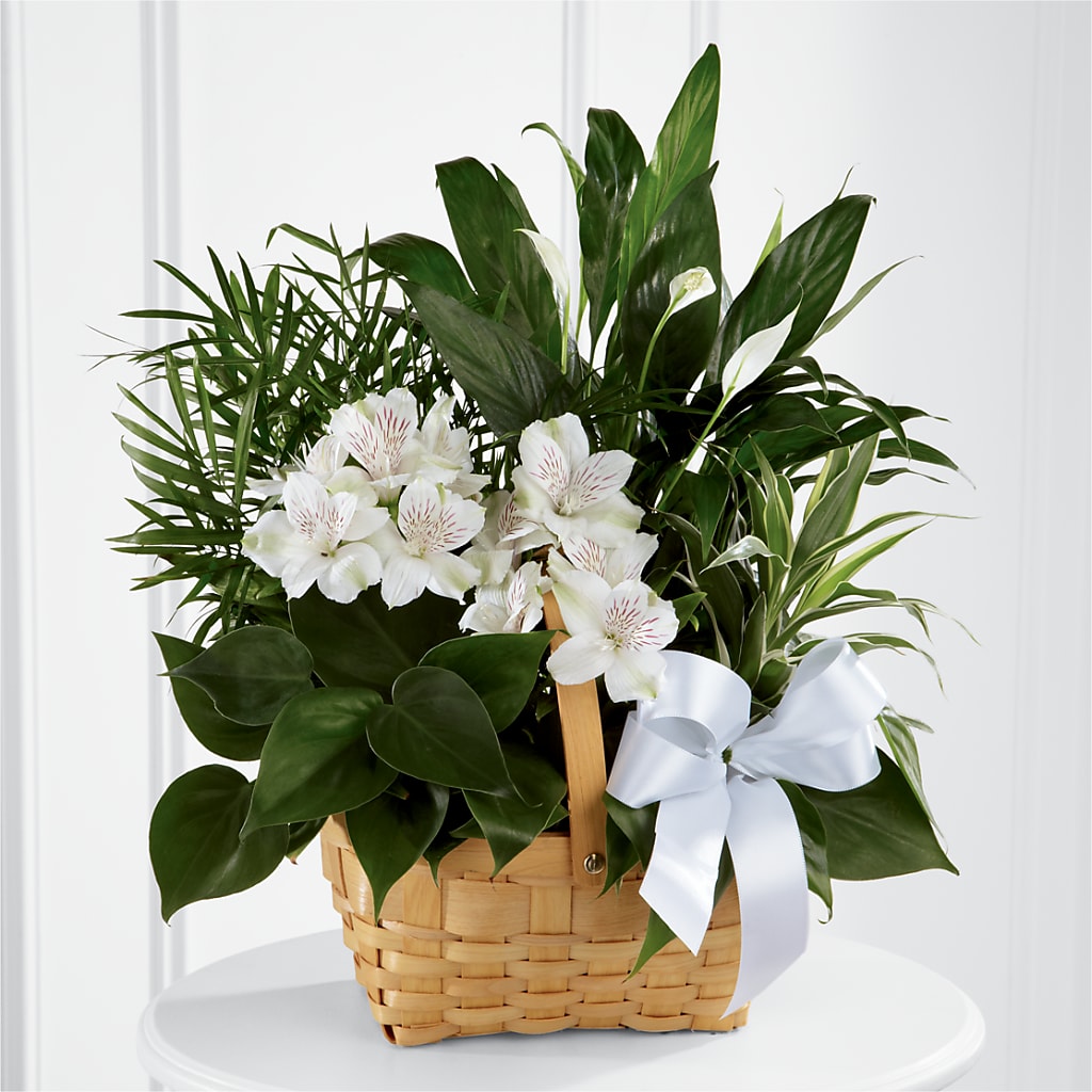 Peace & Serenity Dishgarden – Sandelas Flower Shop, Chicago IL
