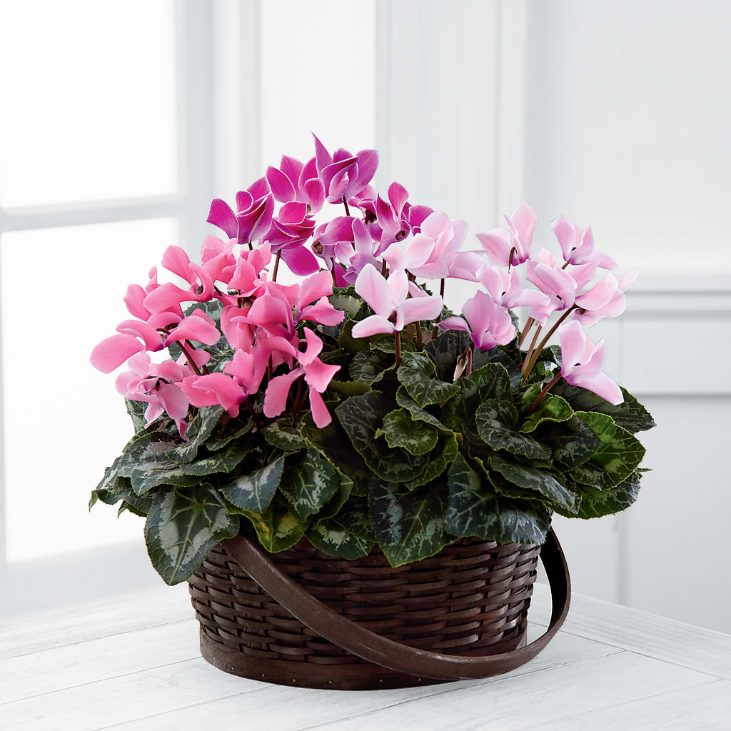 Mixed Cyclamen Planter – Sandelas Flower Shop, Chicago IL