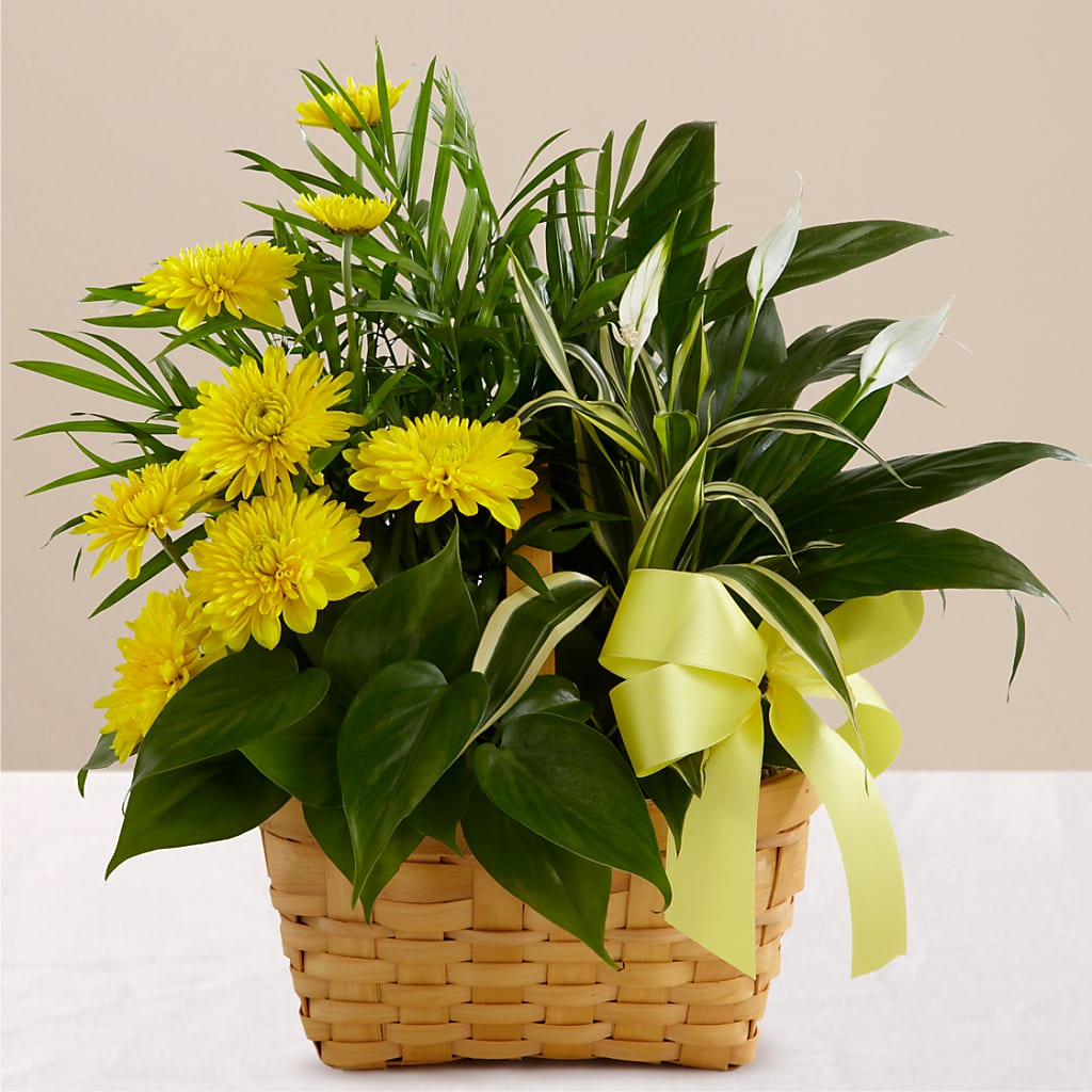 Loving Light Dishgarden – Sandelas Flower Shop, Chicago IL
