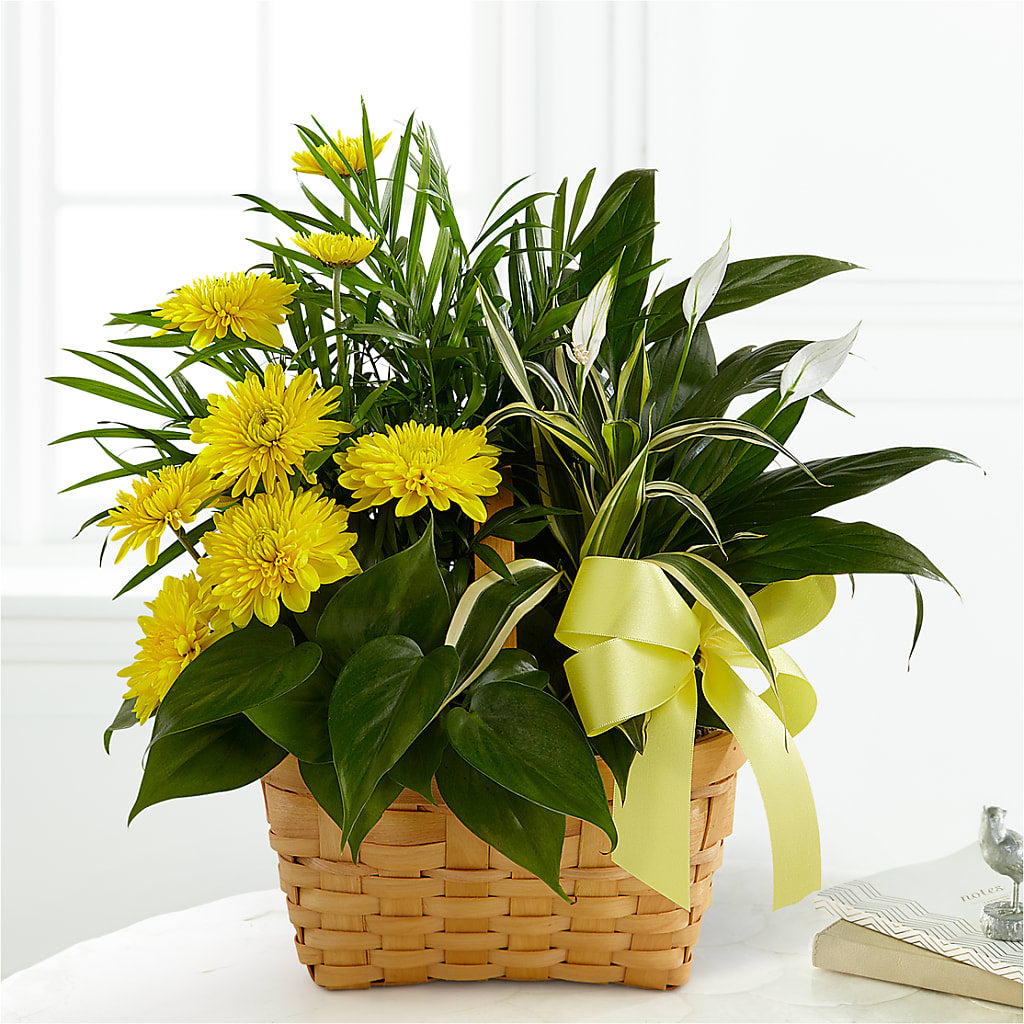 Loving Light Dishgarden – Sandelas Flower Shop, Chicago IL