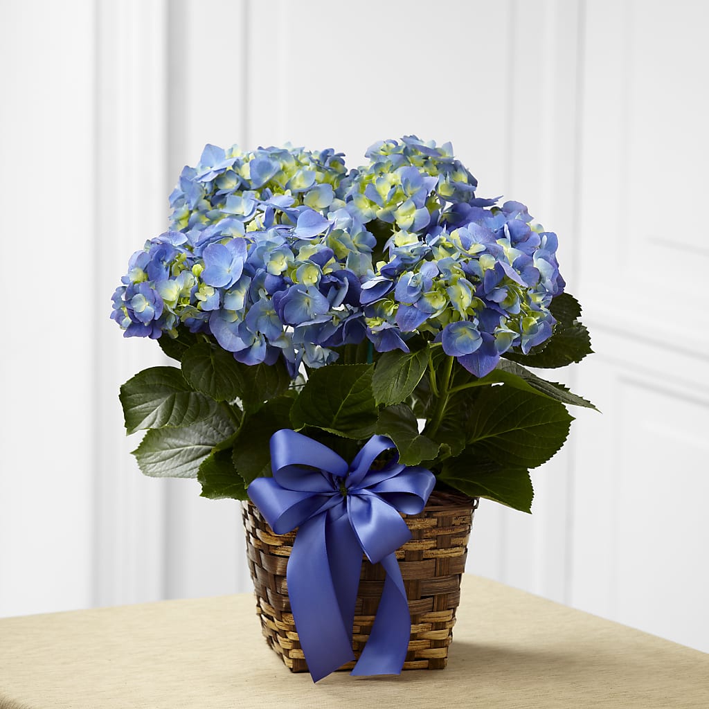 Blue Hydrangea Planter – Sandelas Flower Shop, Chicago IL