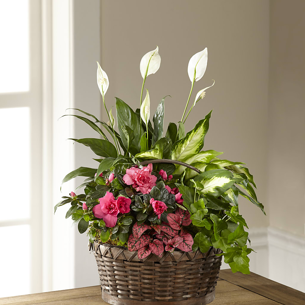 Dream in Pink Dishgarden – Sandelas Flower Shop, Chicago IL