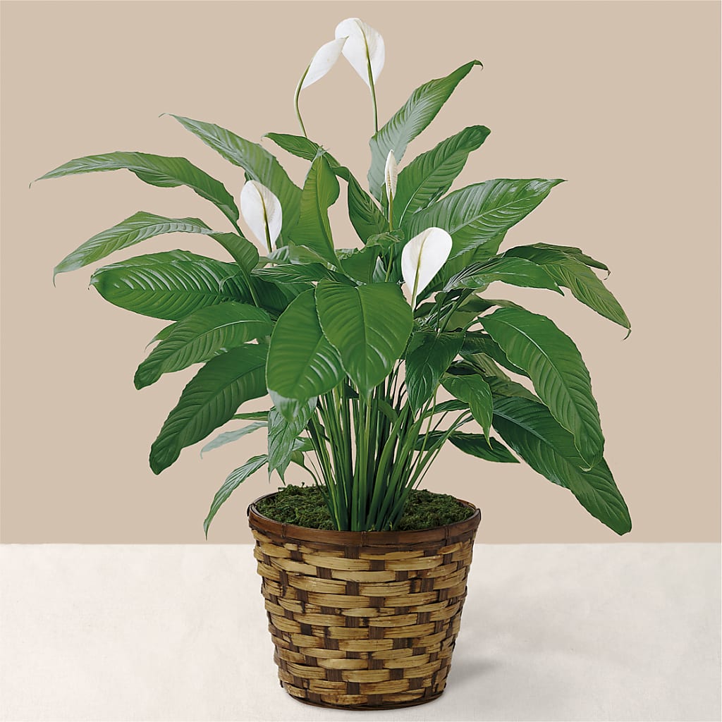 Tranquil Moments Peace Lily Plant – Sandelas Flower Shop, Chicago IL