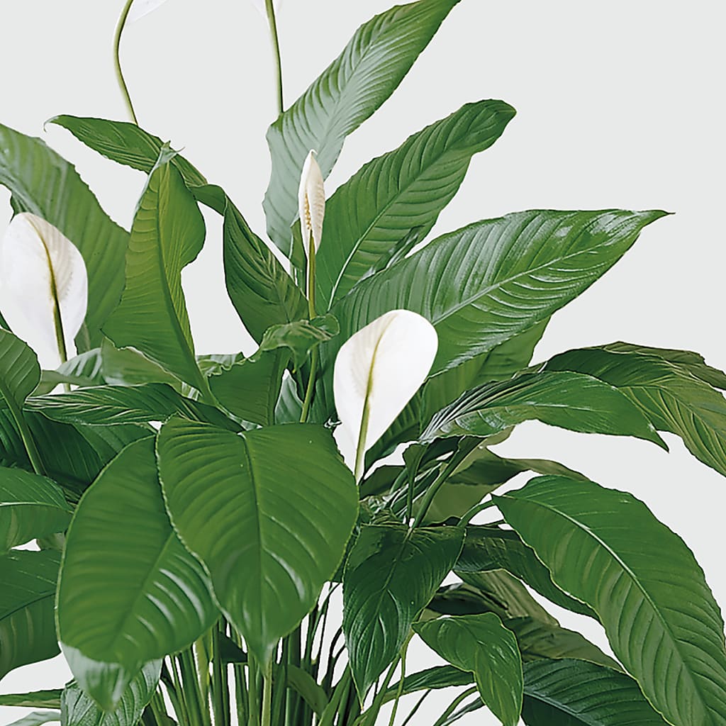 Tranquil Moments Peace Lily Plant – Sandelas Flower Shop, Chicago IL