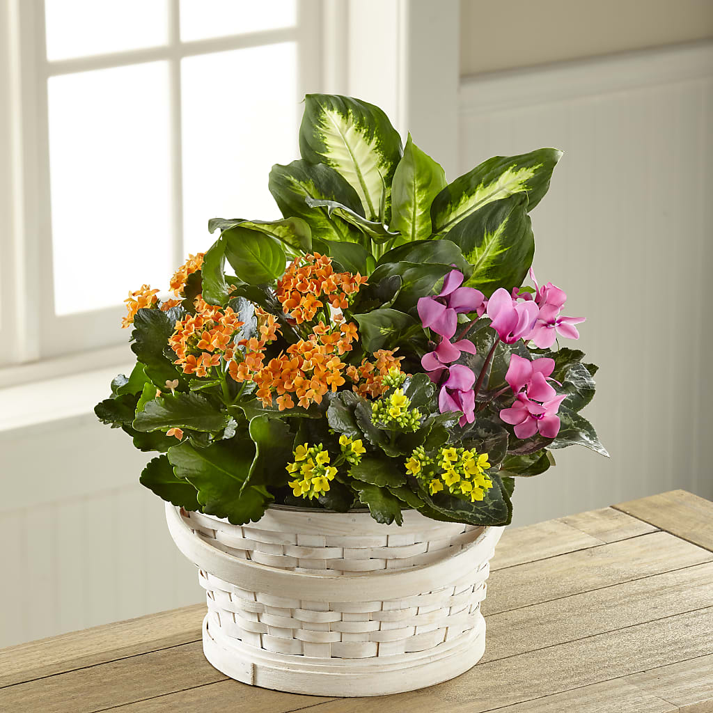 Color Crush Dishgarden – Sandelas Flower Shop, Chicago IL