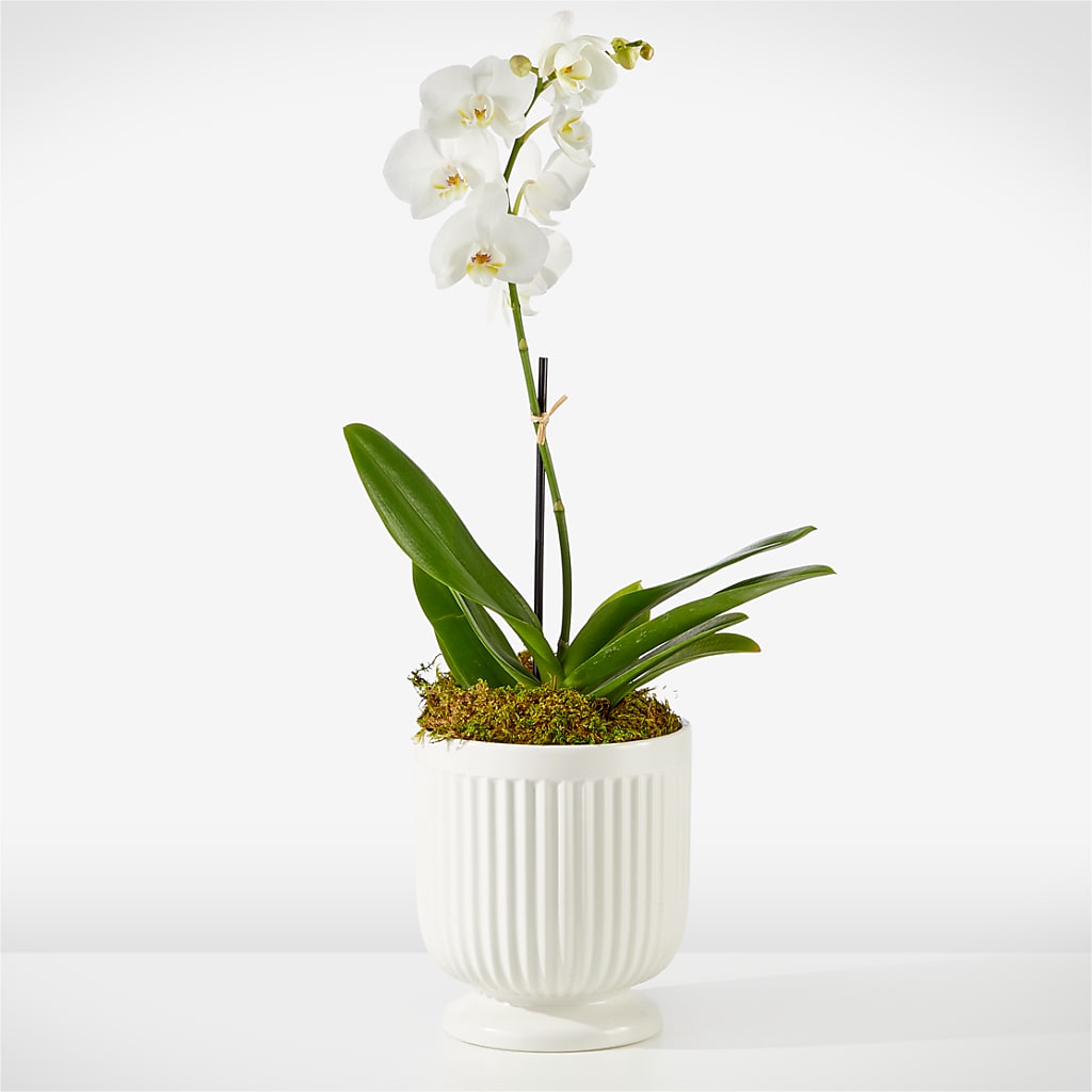 Whispering White Orchid – Sandelas Flower Shop, Chicago IL