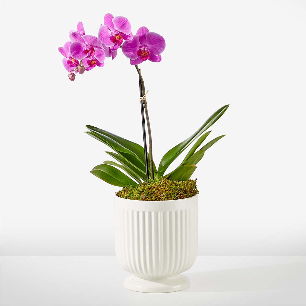 Friendly Fuchsia Orchid – Sandelas Flower Shop, Chicago IL