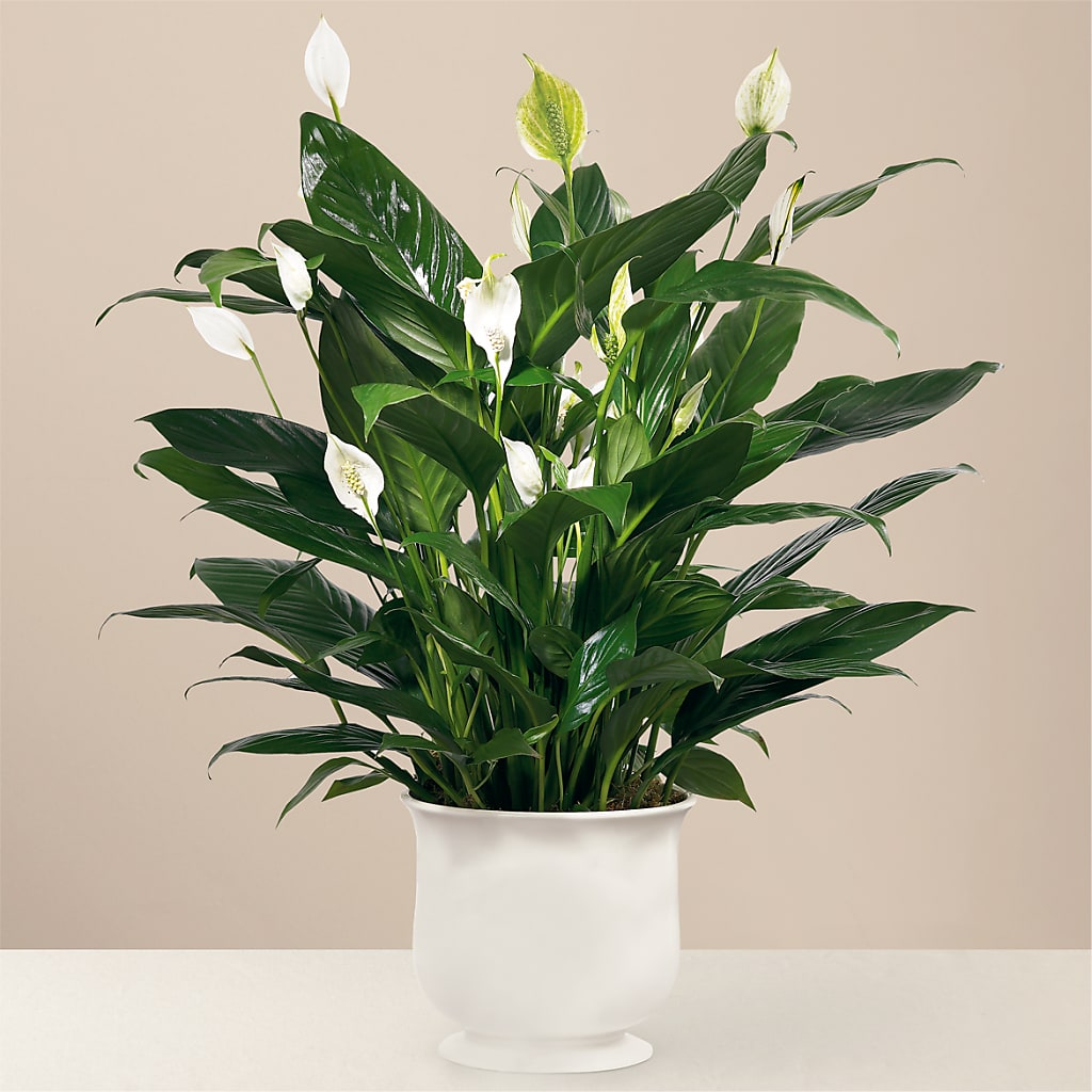 Comfort Planter – Sandelas Flower Shop, Chicago IL
