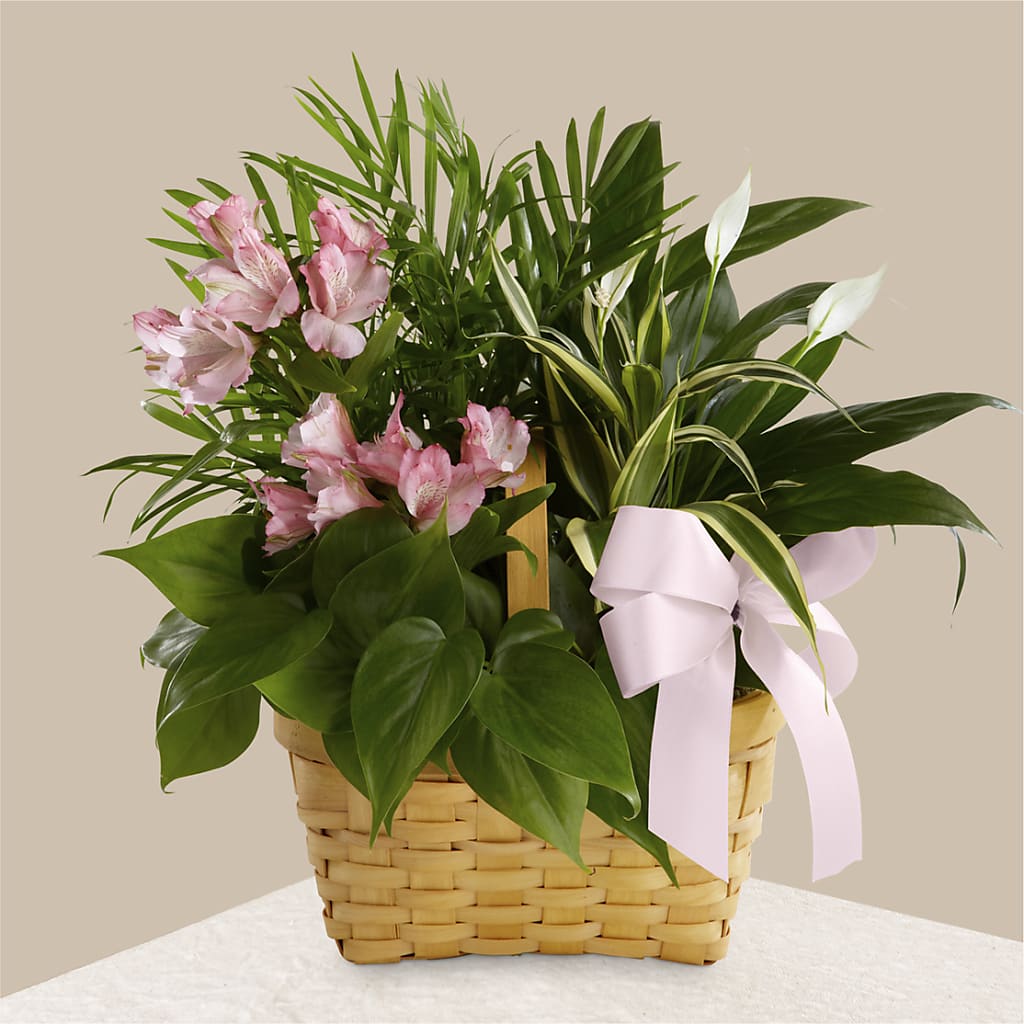 Living Spirit Dishgarden – Sandelas Flower Shop, Chicago IL