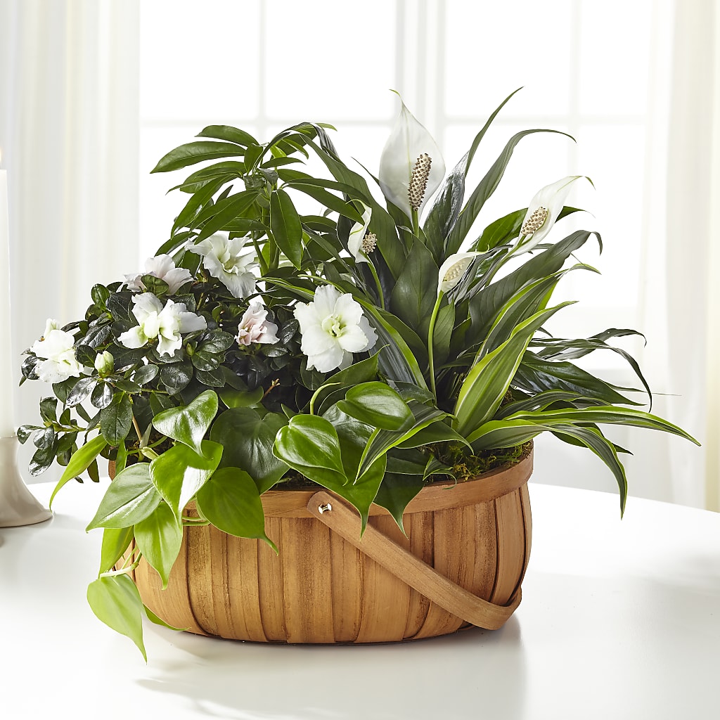 Serene Dishgarden – Sandelas Flower Shop, Chicago IL