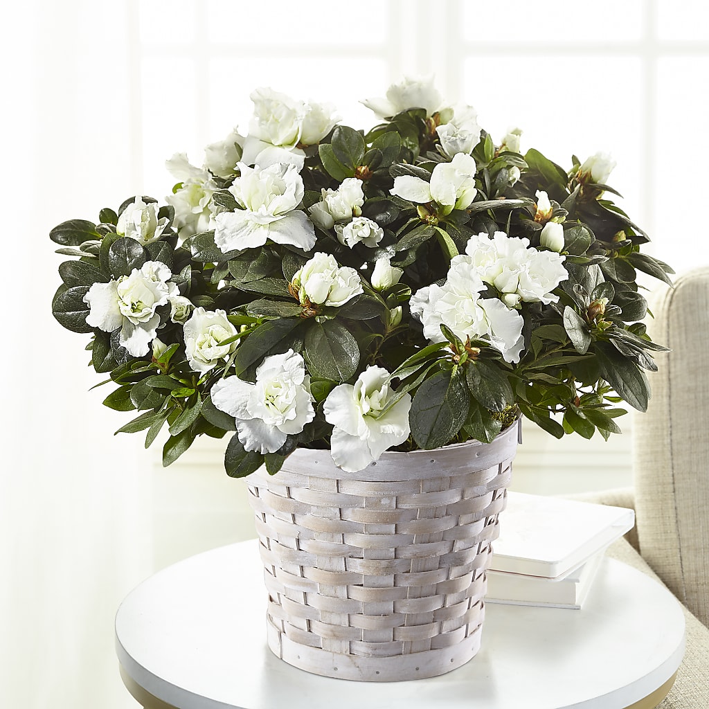 White Azalea Plant – Sandelas Flower Shop, Chicago IL