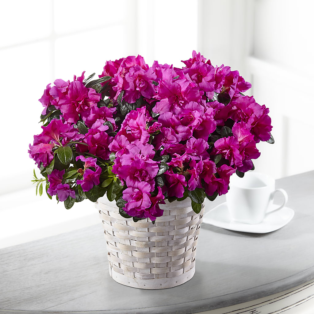 Hope & Serenity Azalea Plant – Sandelas Flower Shop, Chicago IL