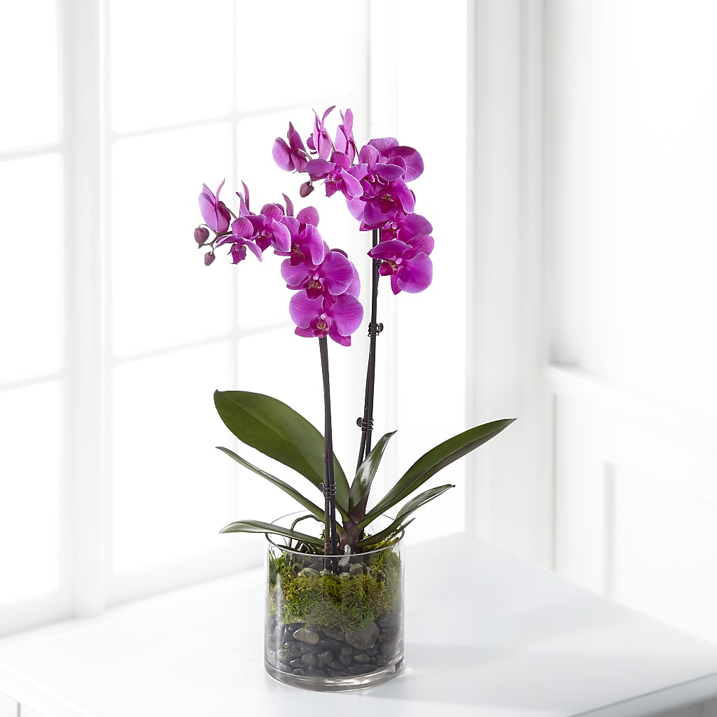 Pink Orchid Plant – Sandelas Flower Shop, Chicago IL