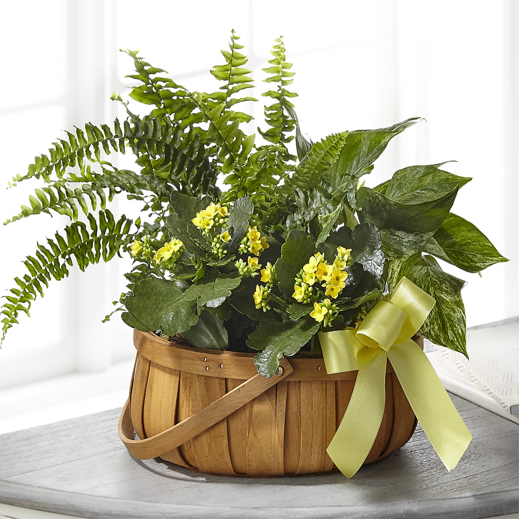 Always Dear Dishgarden – Sandelas Flower Shop, Chicago IL