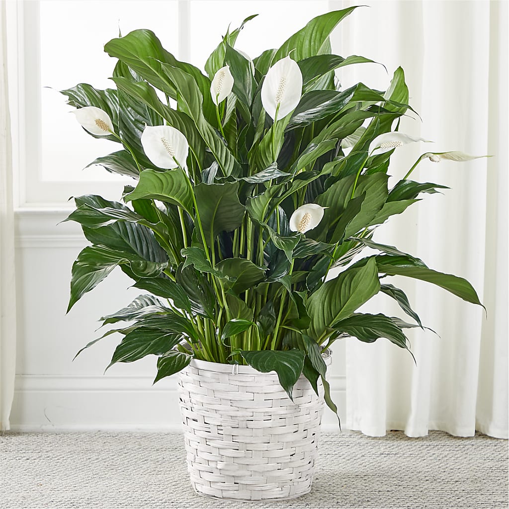 A New Leaf Peace Lily – Sandelas Flower Shop, Chicago IL