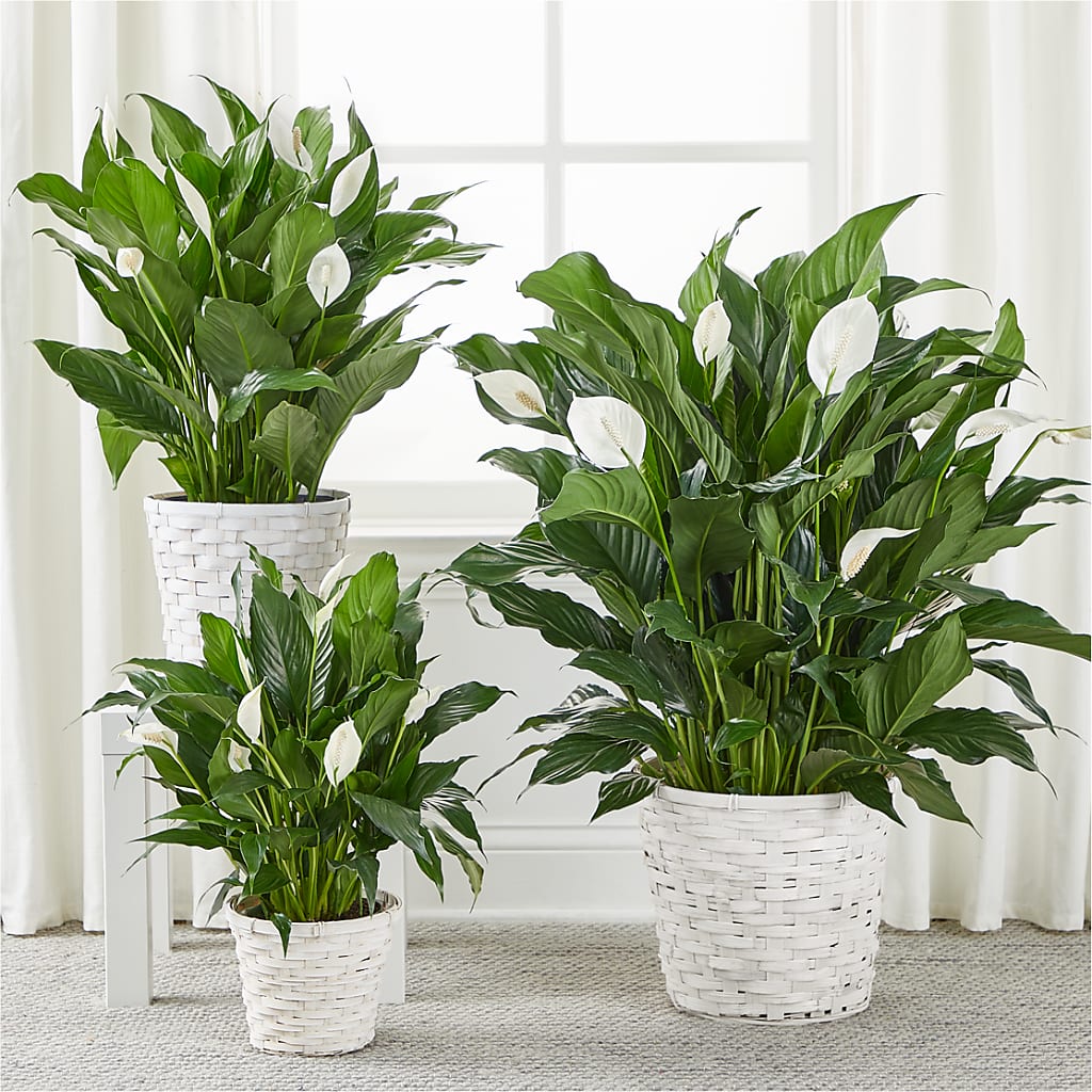 A New Leaf Peace Lily – Sandelas Flower Shop, Chicago IL