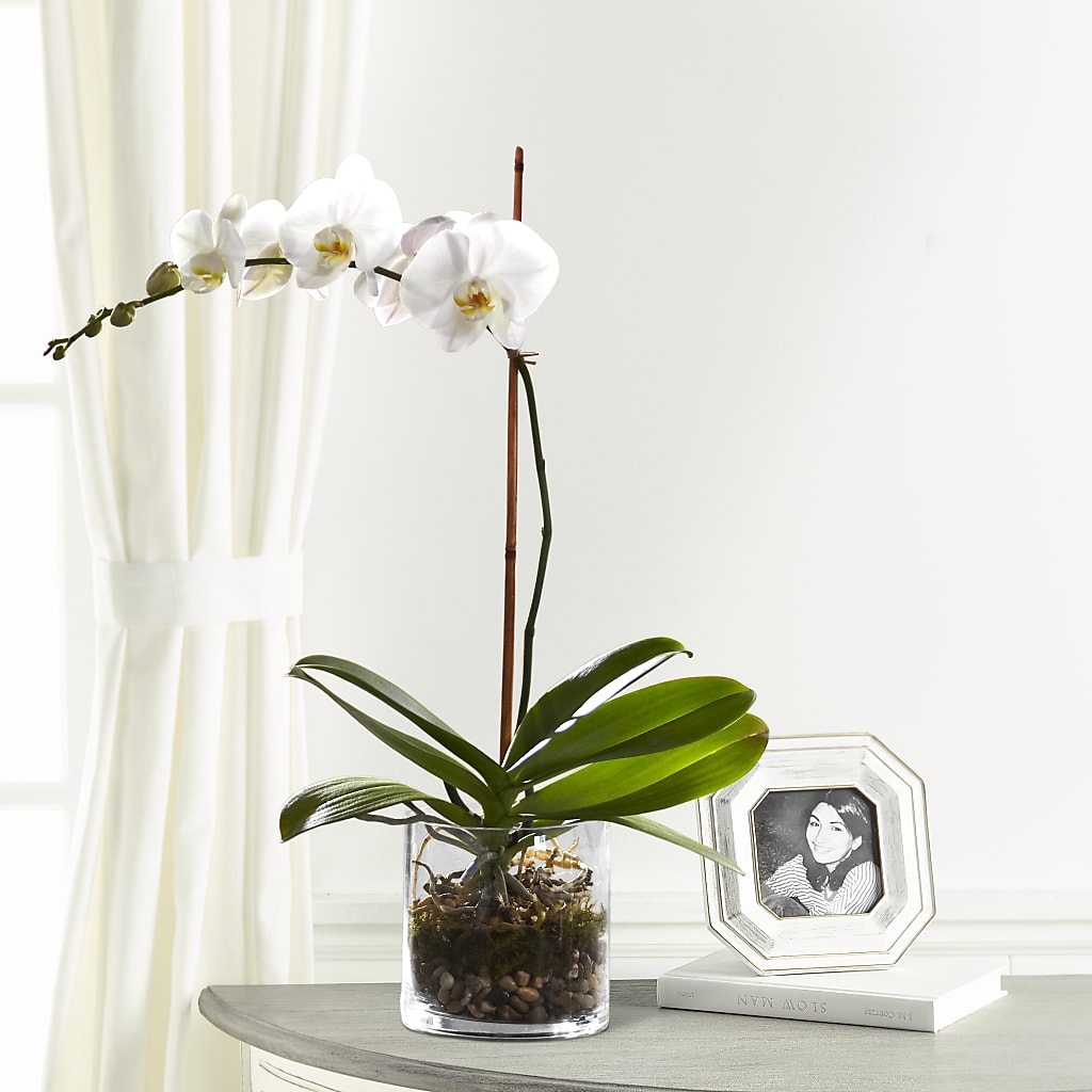 White Orchid Planter – Sandelas Flower Shop, Chicago IL