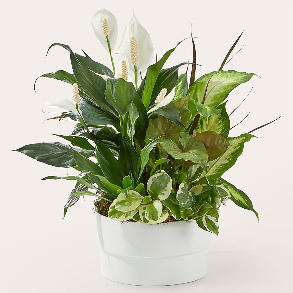 Radiating Positivity Dishgarden – Sandelas Flower Shop, Chicago IL