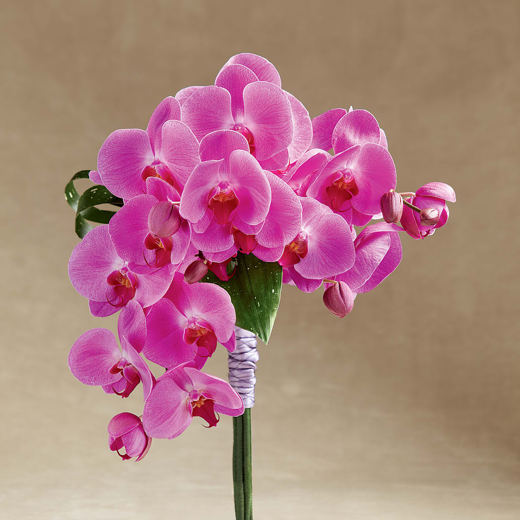 Glorious Bouquet – Sandelas Flower Shop, Chicago IL