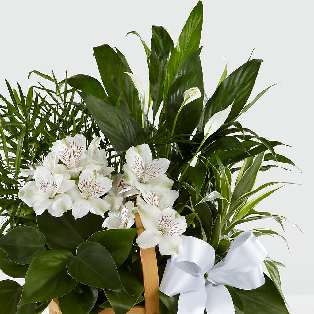 Peace & Serenity Dishgarden –  Sandelas Flower Shop, Chicago IL