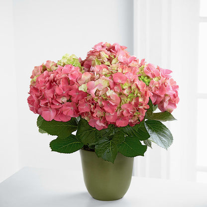 Pink Hydrangea Planter –  Sandelas Flower Shop, Chicago IL