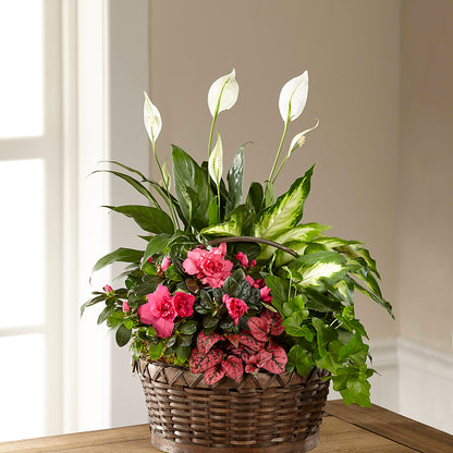 Dream in Pink Dishgarden –  Sandelas Flower Shop, Chicago IL