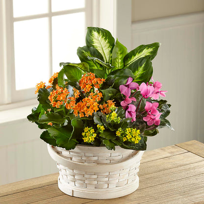 Color Crush Dishgarden –  Sandelas Flower Shop, Chicago IL