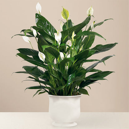 Comfort Planter –  Sandelas Flower Shop, Chicago IL