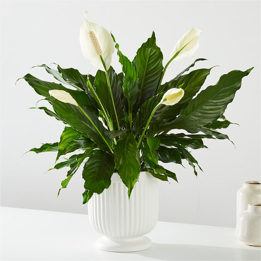 Comfort Planter –  Sandelas Flower Shop, Chicago IL