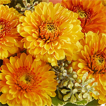 Peachy Pumpkin –  Sandelas Flower Shop, Chicago IL