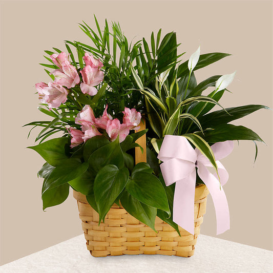 Living Spirit Dishgarden –  Sandelas Flower Shop, Chicago IL