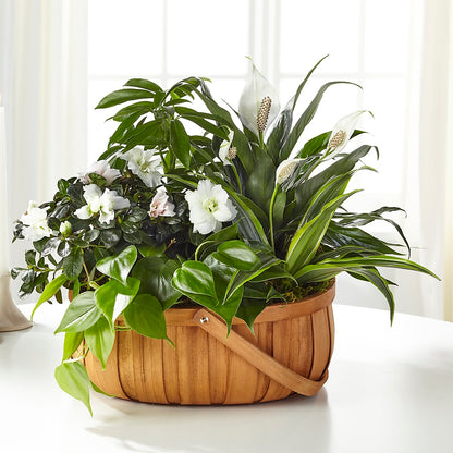 Serene Dishgarden –  Sandelas Flower Shop, Chicago IL