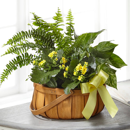 Always Dear Dishgarden –  Sandelas Flower Shop, Chicago IL