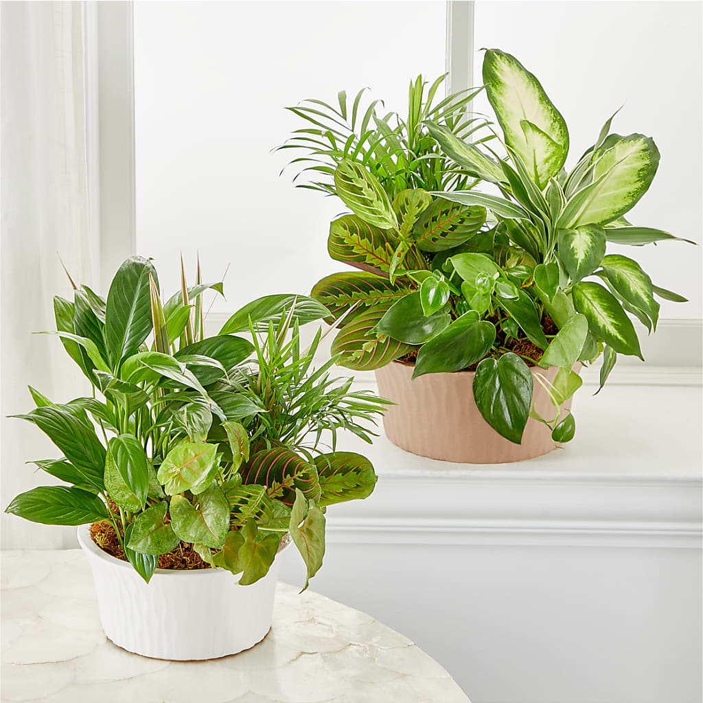 Balance & Harmony Dishgarden –  Sandelas Flower Shop, Chicago IL