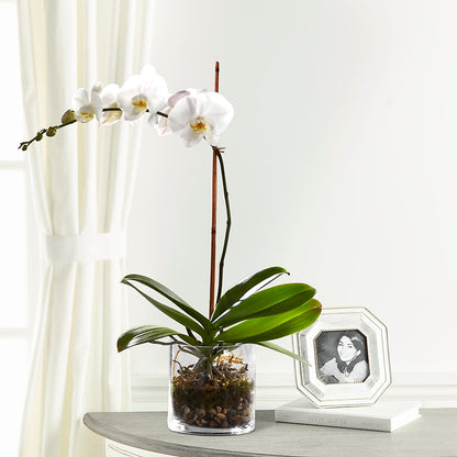 White Orchid Planter –  Sandelas Flower Shop, Chicago IL